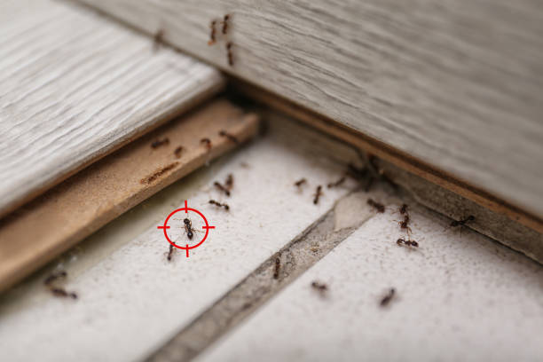 Best Commercial Pest Control Services  in Denton, TX