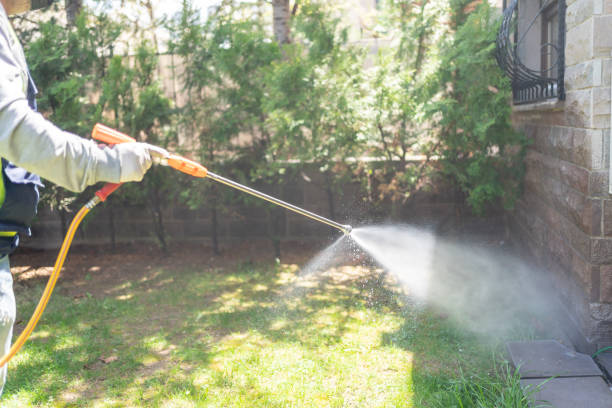 Wasp Removal Services in Denton, TX