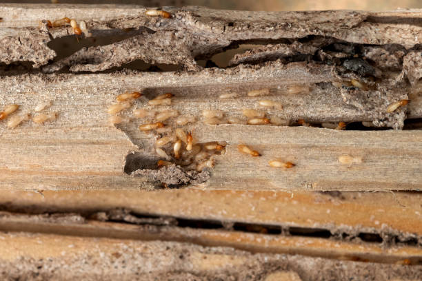 Best Wildlife Control Services  in Denton, TX
